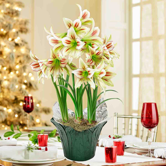Cleopatra Amaryllis Trio In Foil Wrapped Pot