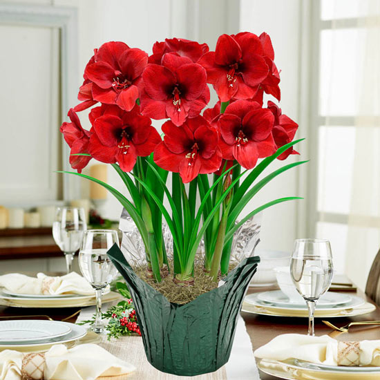 Holiday Red Amaryllis in Foil Wrapped Pot
