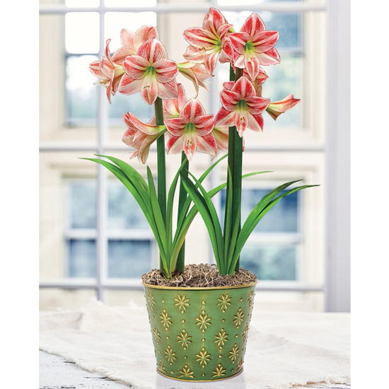 Fairy Tale Amaryllis Duo In Gilded Green Pot