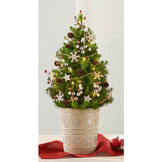 Natural Wonders Potted Spruce Tree– Holiday | Breck's Gifts