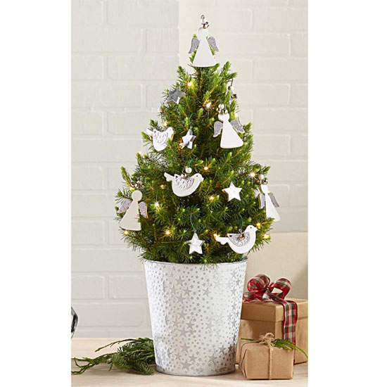 Heavenly Host Potted Spruce