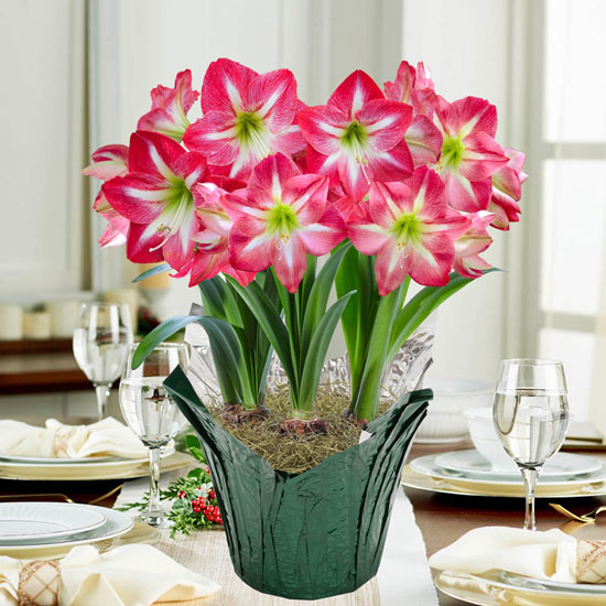 Exposure Amaryllis in Foil Wrapped Pot