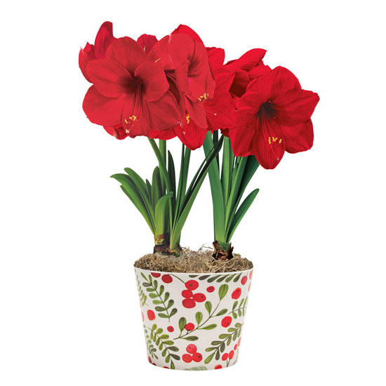 Miracle Amaryllis Duo in Winterberry Pot