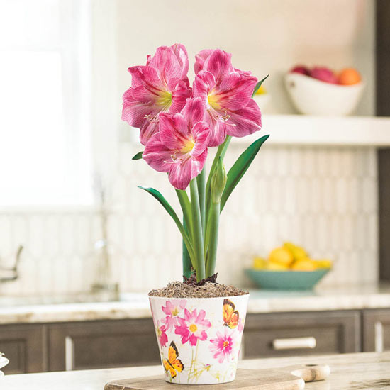 Candy Floss Amaryllis in Butterfly Prairie Pot