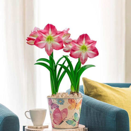 Exposure Amaryllis Duo in Watercolor Butterfly Pot