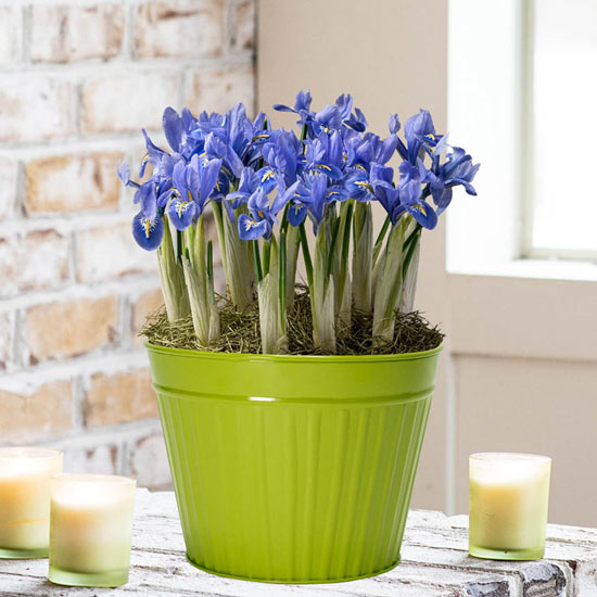 Blue Bliss Miniature Iris Garden