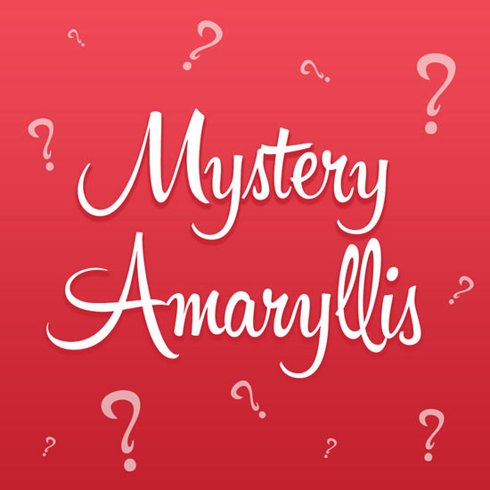 Mystery Amaryllis Single in Decorative Pot