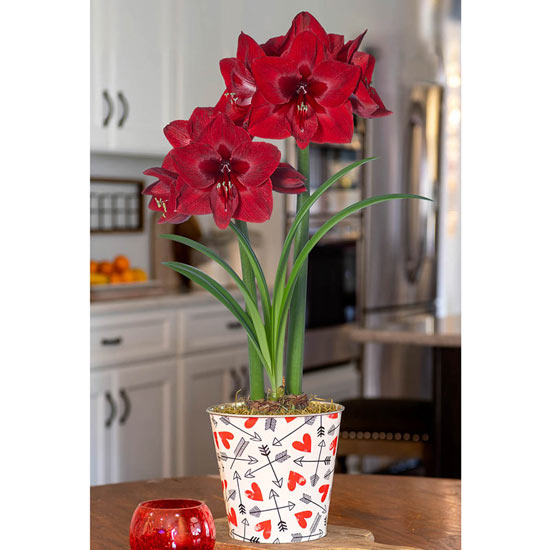 Red Reality Amaryllis in Love Hearts Pot 