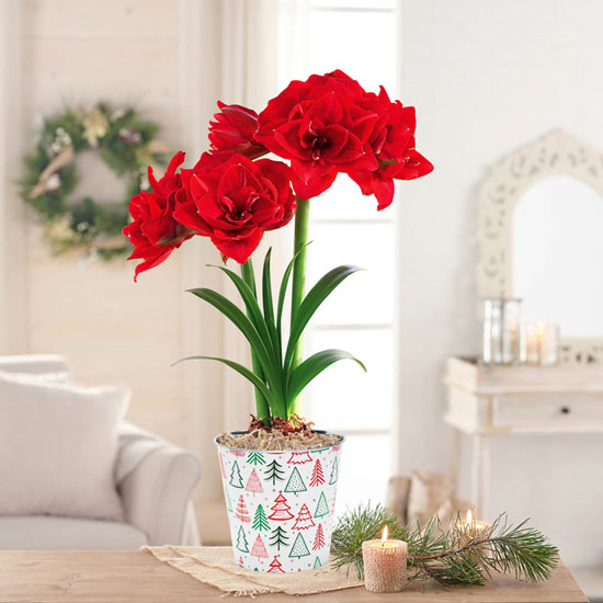 Cherry Nymph Amaryllis Single in Fun Trees Pot