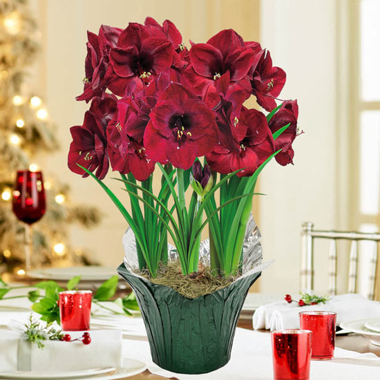 Colossal Benfica Amaryllis in Foil Wrapped Pot
