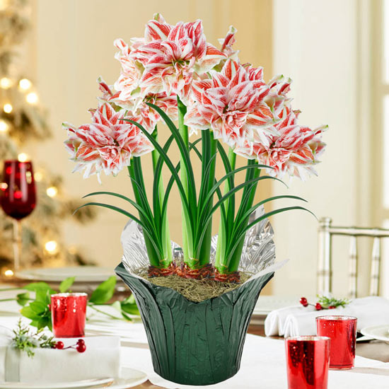 Dancing Queen Amaryllis in Foil Wrapped Pot