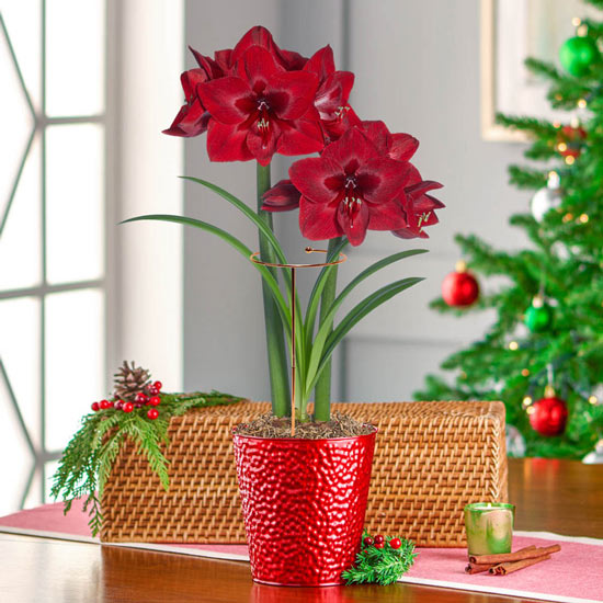 Jumbo Red Reality Amaryllis in Red Pot
