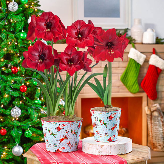 Miracle Amaryllis in Winter Whimsy Pot - Single & Duo
