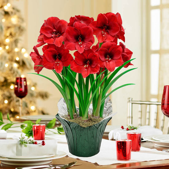 Miracle Amaryllis in Foil Wrapped Pot