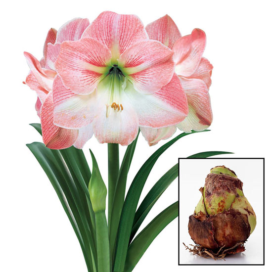Apple Blossom Amaryllis 26/28cm Bulb
