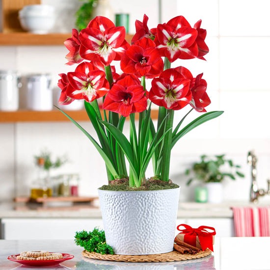 Red and White Delight Amaryllis Trio