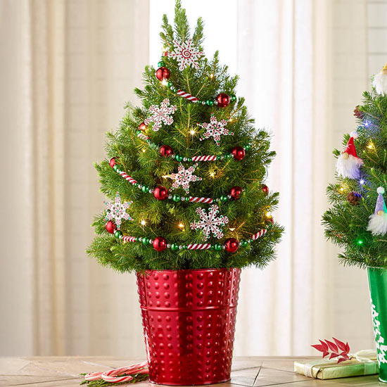 Peppermint Snowflakes Potted Spruce Tree