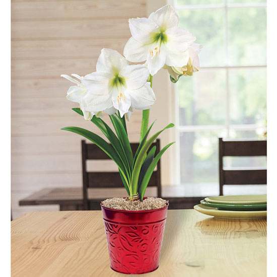 Christmas Gift Amaryllis Single in Red Embossed Pot