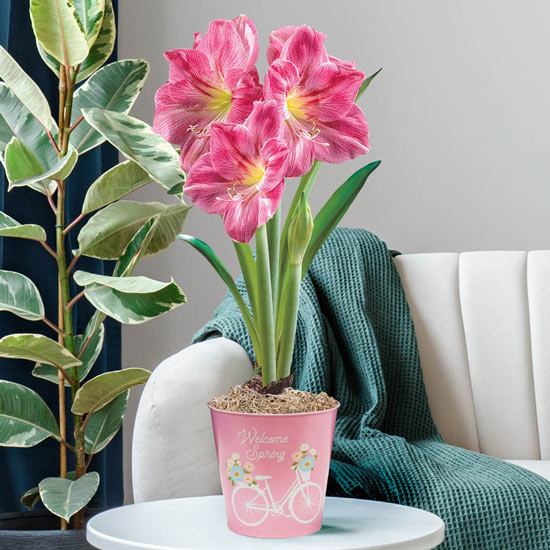 Candy Floss Amaryllis Single in Spring Bicycle Pot