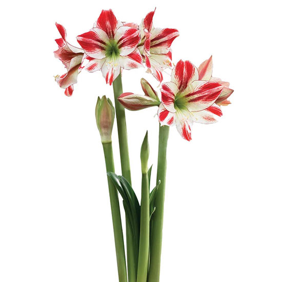 Ambiance Amaryllis 26/28cm Bulb