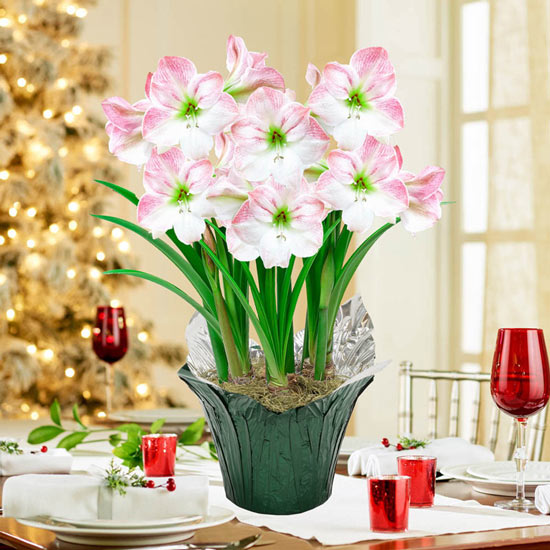 Cherry Blossom Amaryllis in Foil Wrapped Pot
