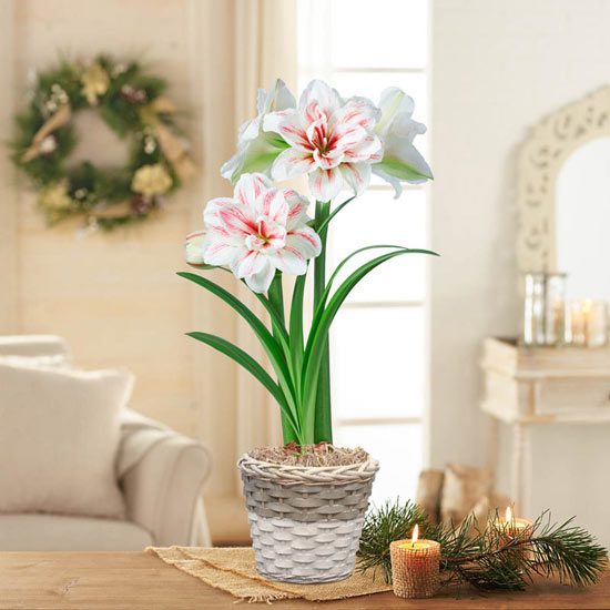 Aquaro Amaryllis Single in Woven Basket