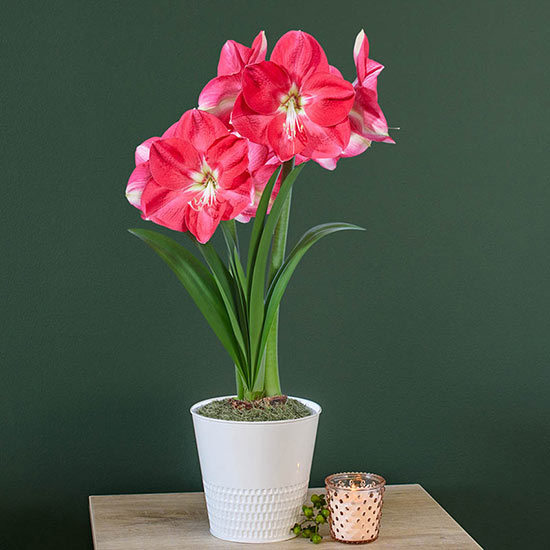 Candy Queen Amaryllis Single