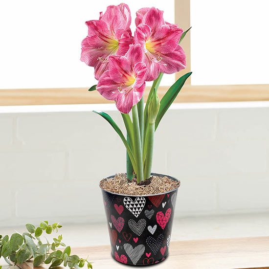 Candy Floss Amaryllis in Hearts Pot