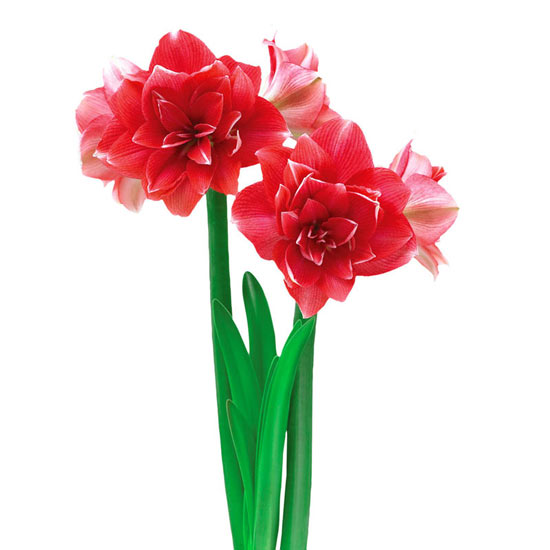 Double Dream Amaryllis 26/28cm Bulb