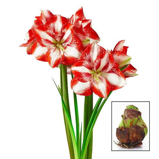 Pierrot Amaryllis 26/28cm Bulb