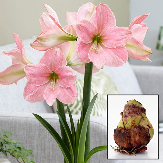 Sweet Star Amaryllis 26/28 cm Bulb