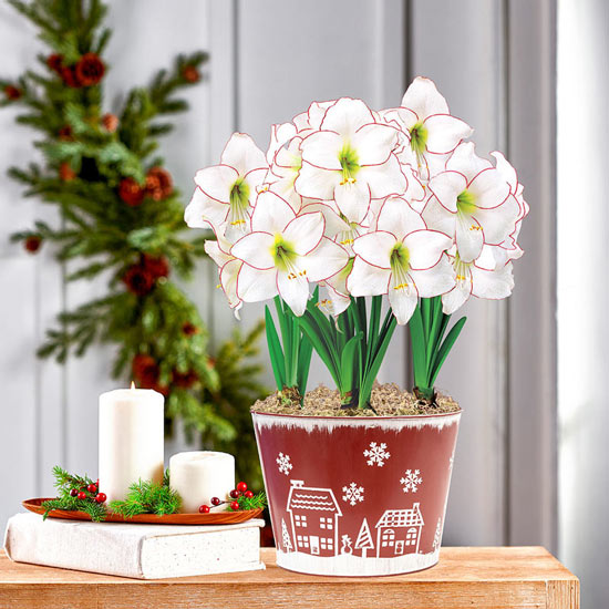 Picotee Amaryllis Triple in Snowy Village Pot