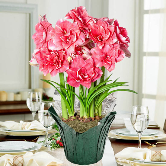 Double Dream Amaryllis in Foil Wrapped Pot