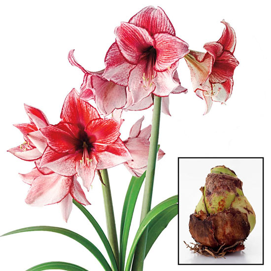 Charisma Amaryllis 24/26 cm Bulb
