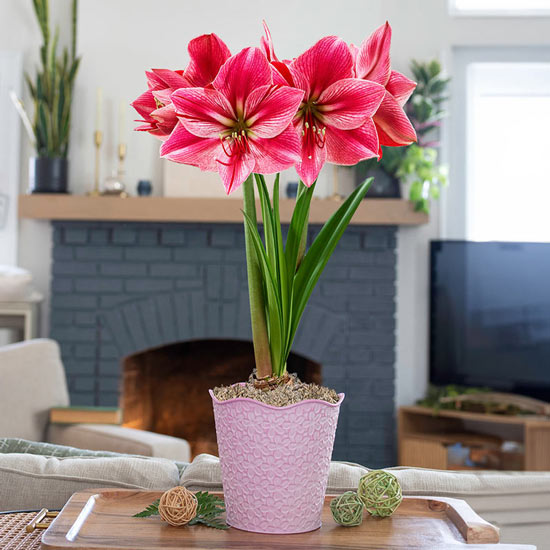 Gervase Amaryllis Single in Soft Pink Pot