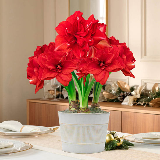 Ragtime Amaryllis Single & Triple