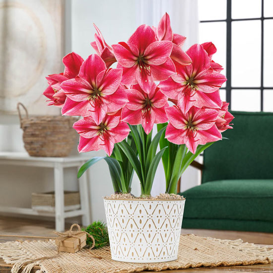 Gervase Amaryllis Single & Triple