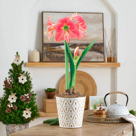 Amalfi Amaryllis Single