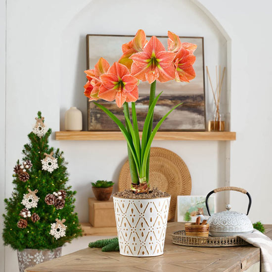 Terra Cotta Star Amaryllis Single