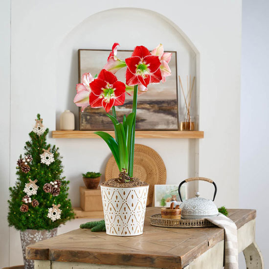 Silver Dream Amaryllis Single