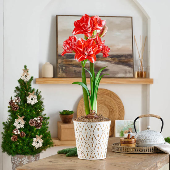 Double Shine Amaryllis Single