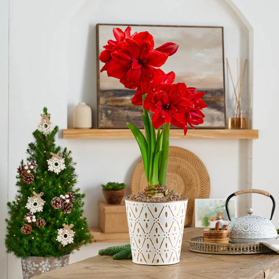 Scarlet Belle Amaryllis Single