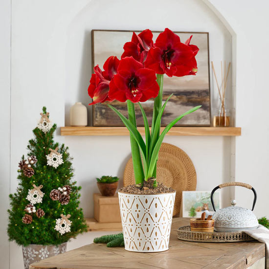 Magnum Amaryllis Single