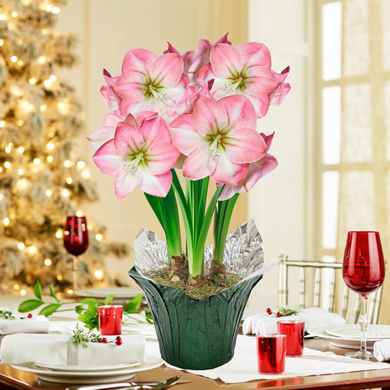 Caprice Amaryllis Single & Triple in Foil Wrapped Pot