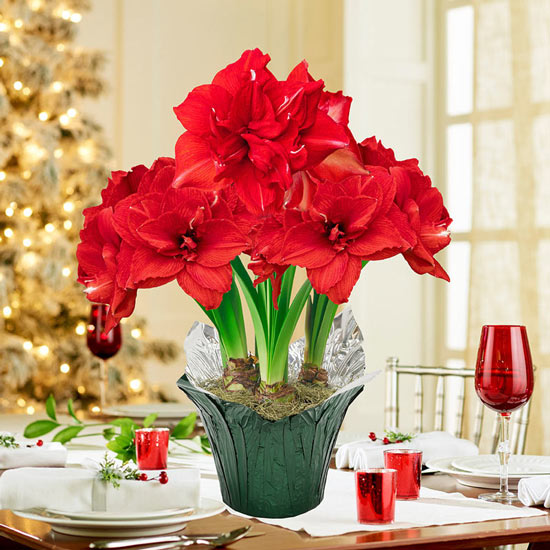 Ragtime Amaryllis Single & Triple in Foil Wrapped Pot