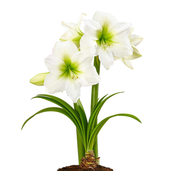 Antarctica Amaryllis 26/28 cm Bulb