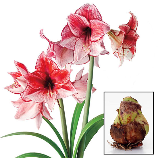 Charisma Amaryllis 26/28 cm Bulb