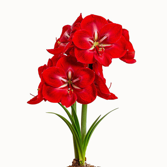 Happy Grandise Amaryllis 26/28cm Bulb