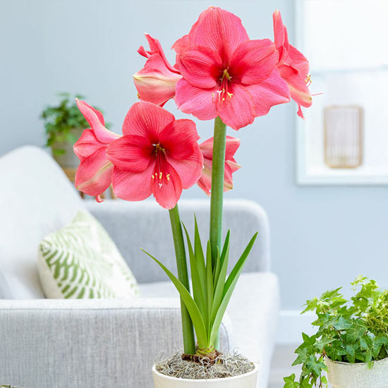 Pink Surprise Amaryllis 26/28 cm Bulb