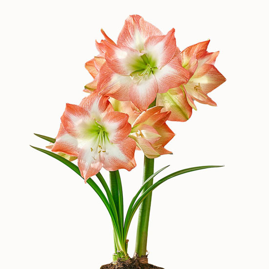 Shine Dream Amaryllis 26/28 cm Bulb